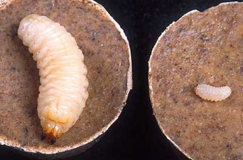 Young (right) and older (left) larvae of the diaprepes root weevil