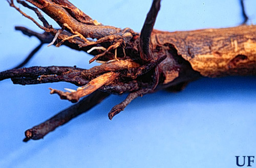 Damage to citrus tree roots by larvae of the diaprepes root weevil