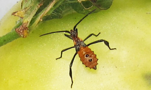 Nymph of the western leaffooted bug, Leptoglossus zonatus (Dallas). 
