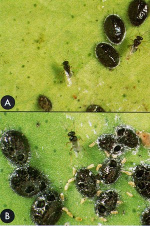 A) Pupae of citrus blackfly, Aleurocanthus woglumi Ashby, and the adult parasitoid, Amitus hesperidum Silvestri, and B) Pupal cases of the citrus blackfly, Aleurocanthus woglumi Ashby, from which the parasitoid has emerged. Egg spirals of citrus blackfly are also evident. 