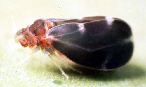 Adult citrus blackfly, Aleurocanthus woglumi Ashby.
