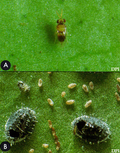 A) Adult Encarsi perplexa Huang & Polaszek, and (B) pupal cases of the citrus blackfly, Aleurocanthus woglumi Ashby, from which the parasitoid has emerged.