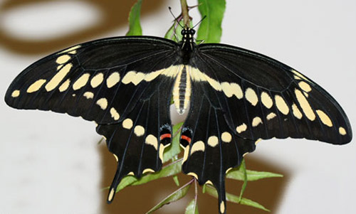 Adult giant swallowtail, Papilio cresphontes Cramer, dorsal view.