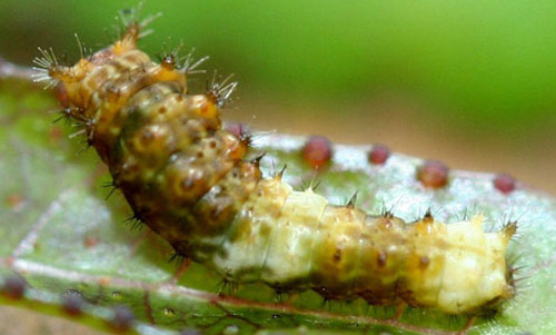 Three-day-old larva of the giant swallowtail, Papilio cresphontes Cramer. Head is to the left. 