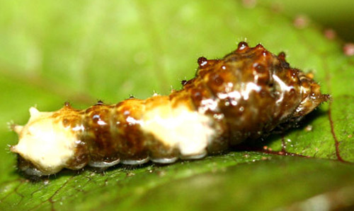 Five-day-old larva of the giant swallowtail, Papilio cresphontes Cramer.Head is to the right.
