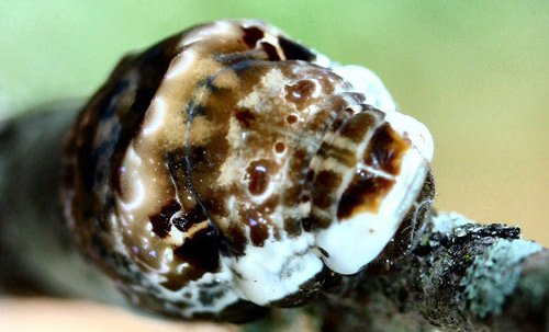 Mature larva of the giant swallowtail, Papilio cresphontes Cramer, showing the greatly swollen thorax that resembles a snake head. The larva's head is to the right. 