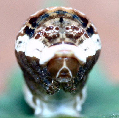 Front view of larva of the giant swallowtail, Papilio cresphontes Cramer, in snake-like "striking" pose. 