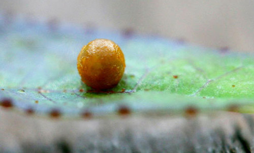 Lateral view on an egg of the giant swallowtail, Papilio cresphontes Cramer, on Hercules-club, Zanthoxylum clava-herculis L.