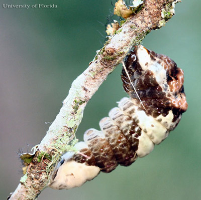 Prepupa of the giant swallowtail, Papilio cresphontes Cramer. 