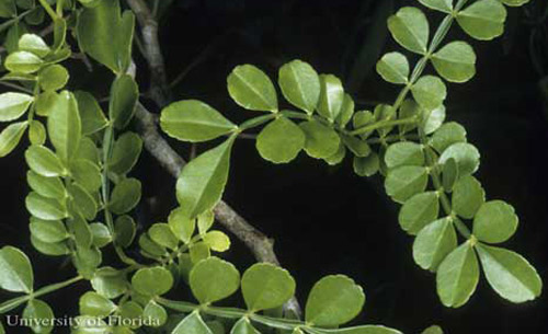 Lime pricklyash, Zanthoxylum fagara [L.] Sarg., a host of the giant swallowtail, Papilio cresphontes Cramer. 