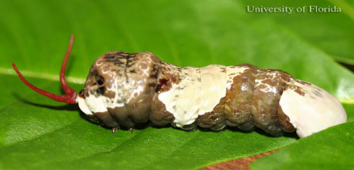Mature larva of the giant swallowtail, Papilio cresphontes Cramer, with everted osmeterium. Head is to the left. 