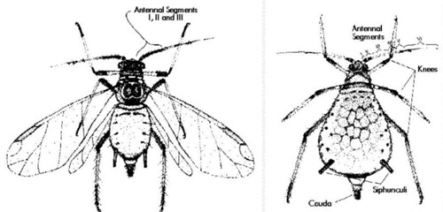 Adult winged - alatae (left), and wingless - apterae (right) forms. 