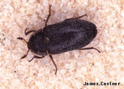 Adult black carpet beetle, Attagenus unicolor (Brahm).