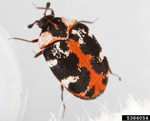 An adult common carpet beetle, Anthrenus scrophulariae (Linnaeus). This specimen has orange-reddish scales. 
