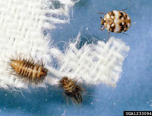 Larvae (lower left) and adult of the furniture carpet beetle, Anthrenus flavipes (LeConte). 