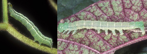 Soybean looper larva Chrysodeixis includens (Walker) (left) with two abdominal prolegs, compared to the velvetbean caterpillar Anticarsia gemmatalis (Hübner) (right) with four abdominal prolegs