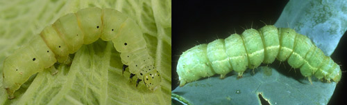Soybean looper larva Chrysodeixis includens (Walker) (left) with black thoracic legs compared to the cabbage looper larva Trichoplusia ni (Hübner) (right) with green thoracic legs
