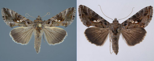 Adult soybean loopers, Chrysodeixis includens with differing color patterns