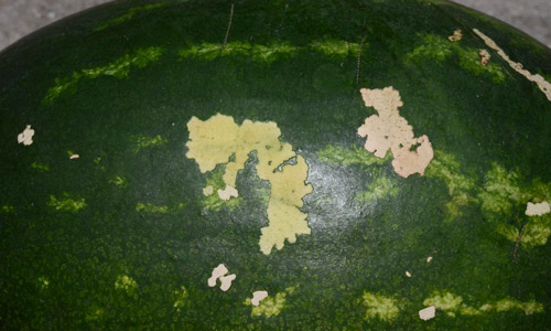 Feeding damage from the soybean looper, Chrysodeixis includens (Walker), on a watermelon rind
