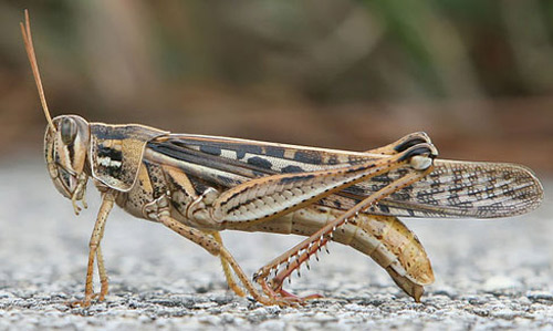 Adult female American grasshopper, Schistocerca americana (Drury). 