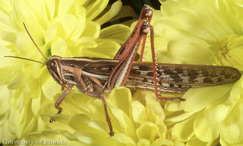 Adult American grasshopper, Schistocerca americana (Drury).