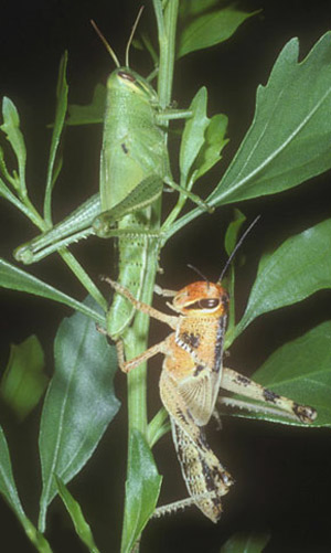 Comparison of American grasshopper, Schistocerca americana (Drury), nymphs raised under solitary conditions (green insect) and in a group (orange and black insect). During periods of outbreak, the grasshoppers transition from the green to the orange and black condition. 