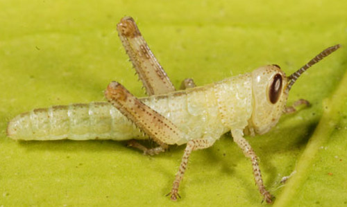First instar nymph of the American grasshopper, Schistocerca americana (Drury). 