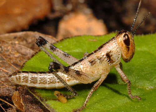 Third instar nymph of the American grasshopper, Schistocerca americana (Drury). 