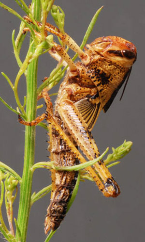 Immature nymph of the American grasshopper, Schistocerca americana (Drury), killed by the fungus Entomophaga grylli. 