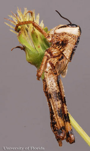 Immature nymph of the American grasshopper, Schistocerca americana (Drury), killed by the fungus Entomophaga grylli. 
