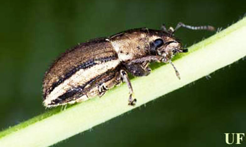 Lateral view of an adult female whitefringed beetle, Naupactus sp. 
