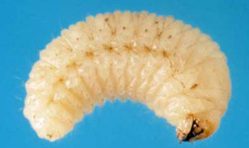 Larva of a whitefringed beetle, Naupactus sp. 