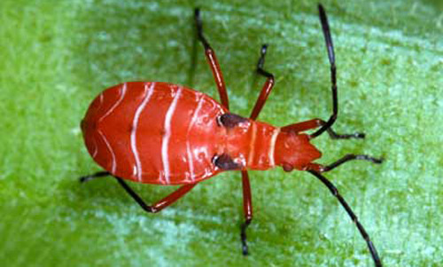 Close up of a nymph of the cotton stainer, Dysdercus suturellus (Herrich-Schaeffer). 