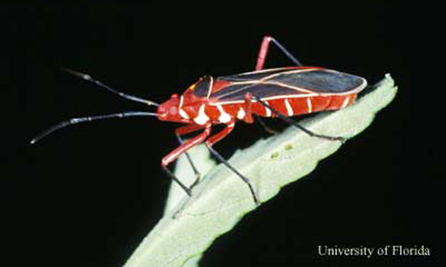 Lateral view of adult cotton stainer, Dysdercus suturellus (Herrich-Schaeffer). 