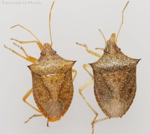 Dorsal view of Euschistus quadrator Rolston; adult male (left) and female (right), a stink bug.