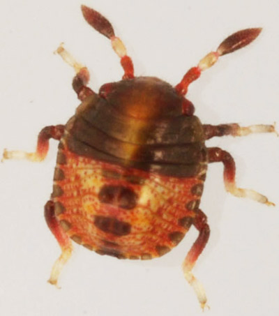 First instar nymph of Euschistus quadrator Rolston, a stink bug.