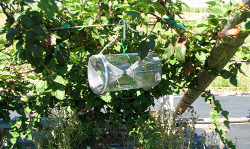 Tube trap for monitoring stink bugs.