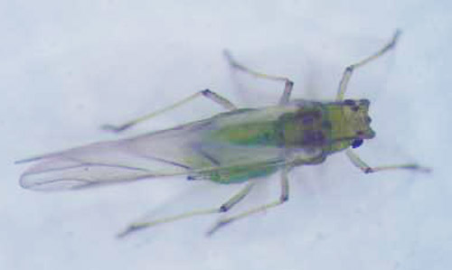 Winged adult greenbug, Schizaphis graminum (Rondani). 