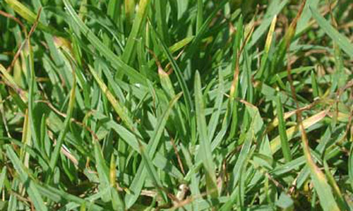 Damage symptoms from greenbug, Schizaphis graminum (Rondani), feeding on seashore paspalum turfgrass. 