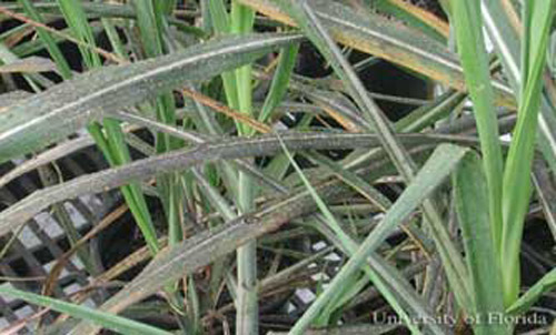 Sooty mold fungus growing on honeydew deposited on lower sugarcane leaves by yellow sugarcane aphids, Sipha flava (Forbes). 
