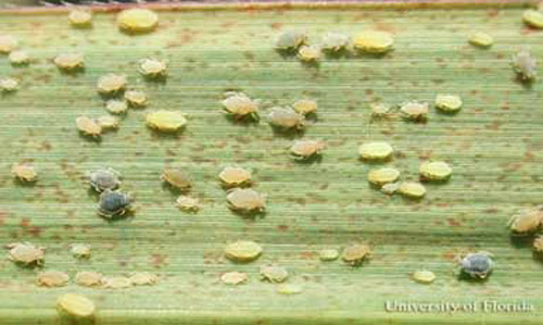 Mixed colony of white, Melanaphis sacchari, and yellow, Sipha flava (Forbes), sugarcane aphids on sugarcane, Saccharum officinarum. 