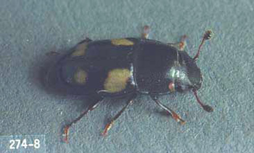 Adult Glischrochilus quadrisignatus (Say), a picnic beetle. 