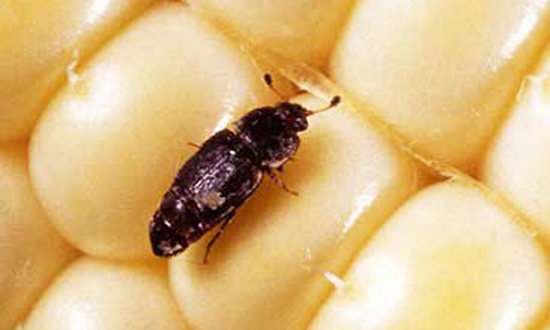 Adult Carpophilus lugubris Murray, the dusky sap beetle.