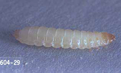 Larva of Carpophilus lugubris Murray, the dusky sap beetle.
