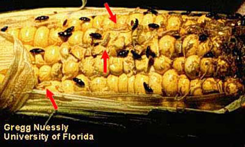 Sap beetle (Carpophilus spp.) larvae (arrows) and adults feeding on sweet corn kernels.