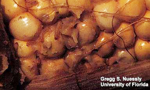 Sap beetle (Carpophilus spp.) larvae feeding at base of sweet corn ear. Note legs and light brown head on larvae as opposed to the maggot shape of cornsilk fly larvae. 