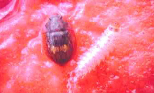 Adult (left) and larva (right) of the large sap beetle (picnic beetle, nitidulid), Lobiopa insularis (Cast.) on strawberry. 