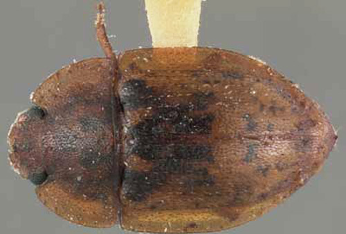 Pinned adult Lobiopa insularis (Cast.), collected on strawberry. 
