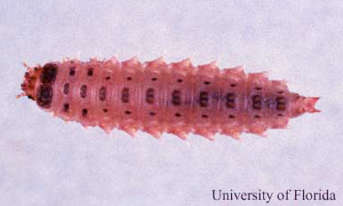Larva of Lobiopa insularis (Cast.), collected on strawberry. 