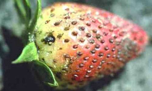 Sap beetle feeding on strawberry. 